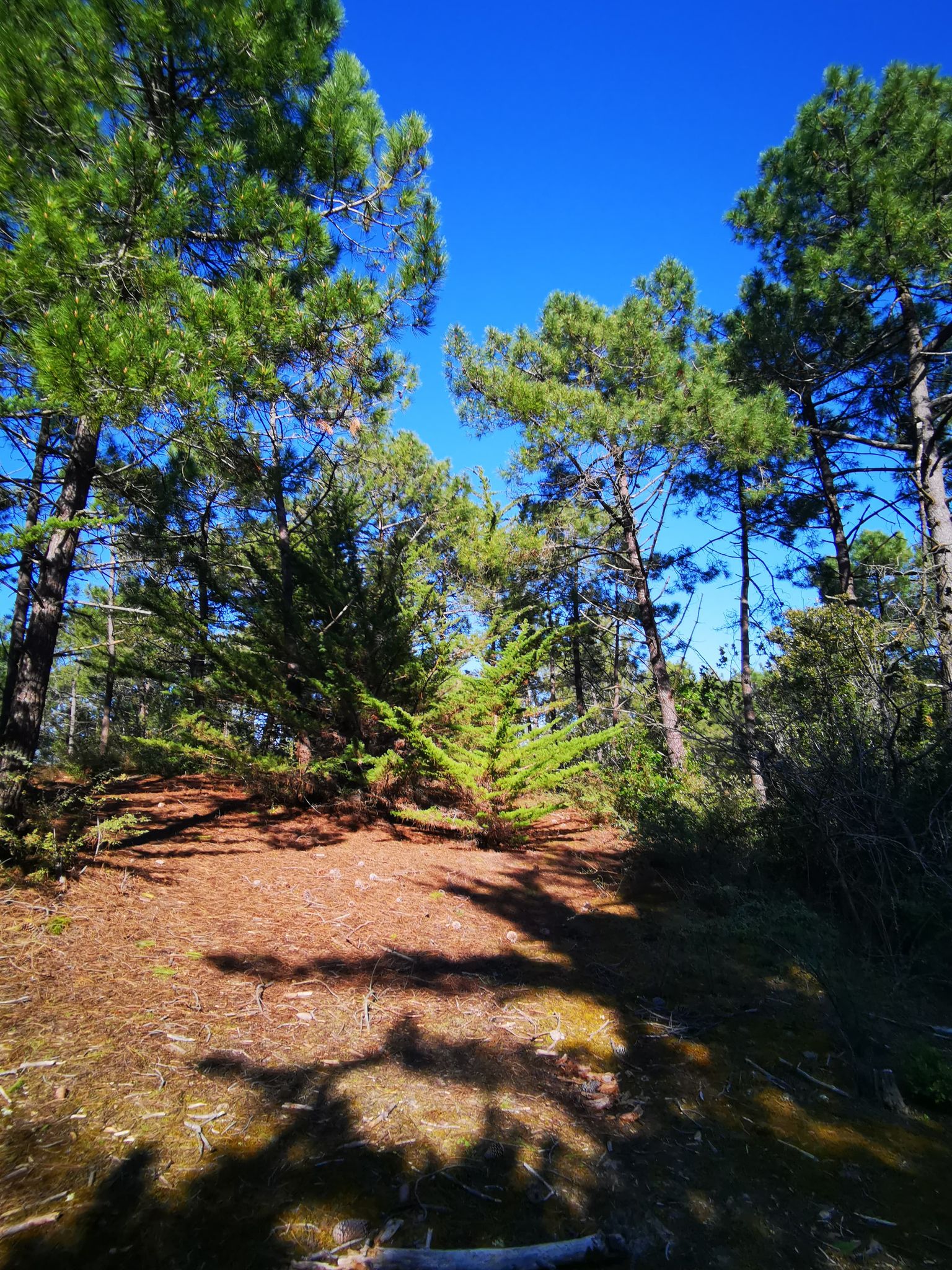 arbres de la foret proche du camping