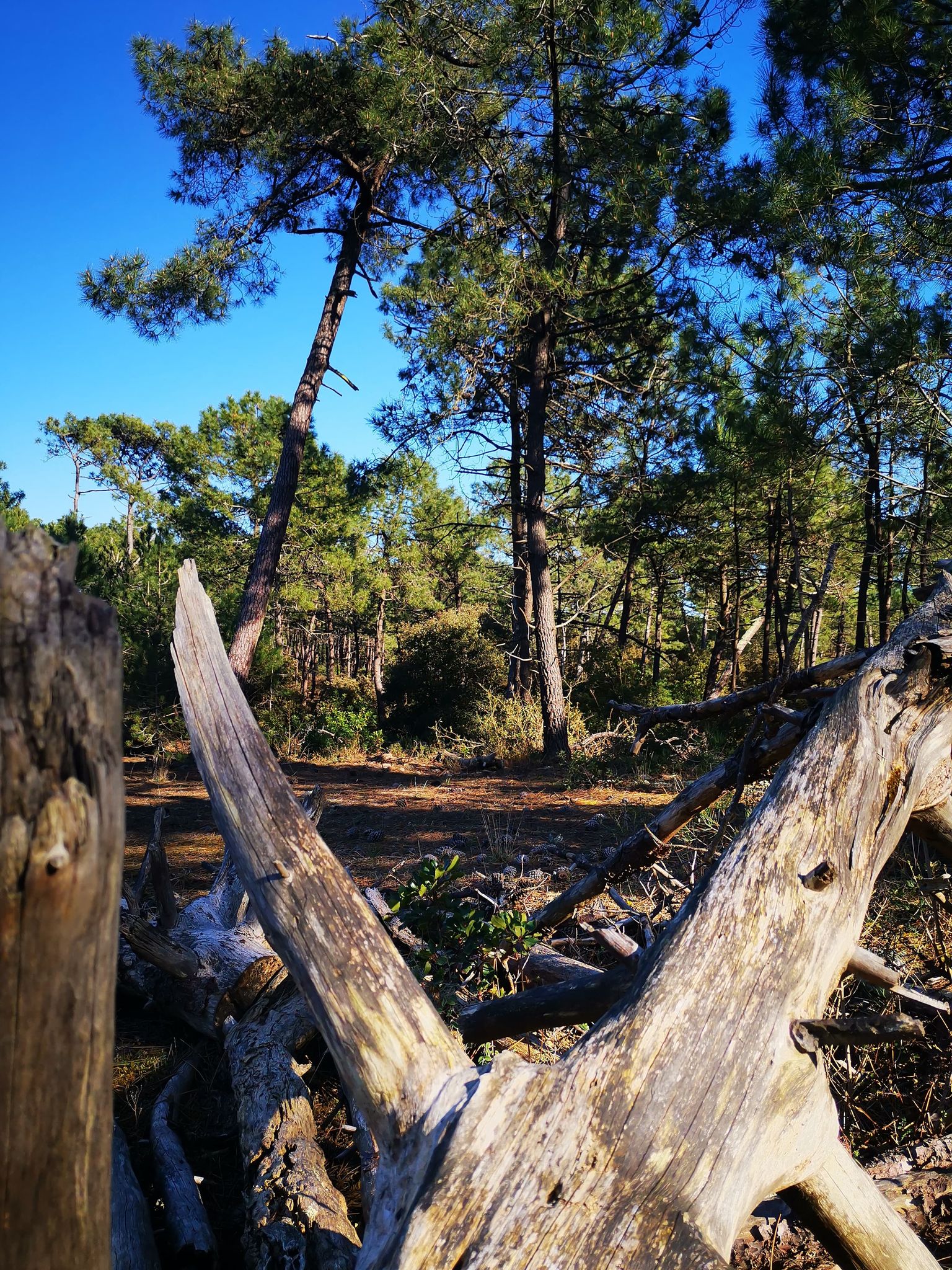 bois flotte dans la foret