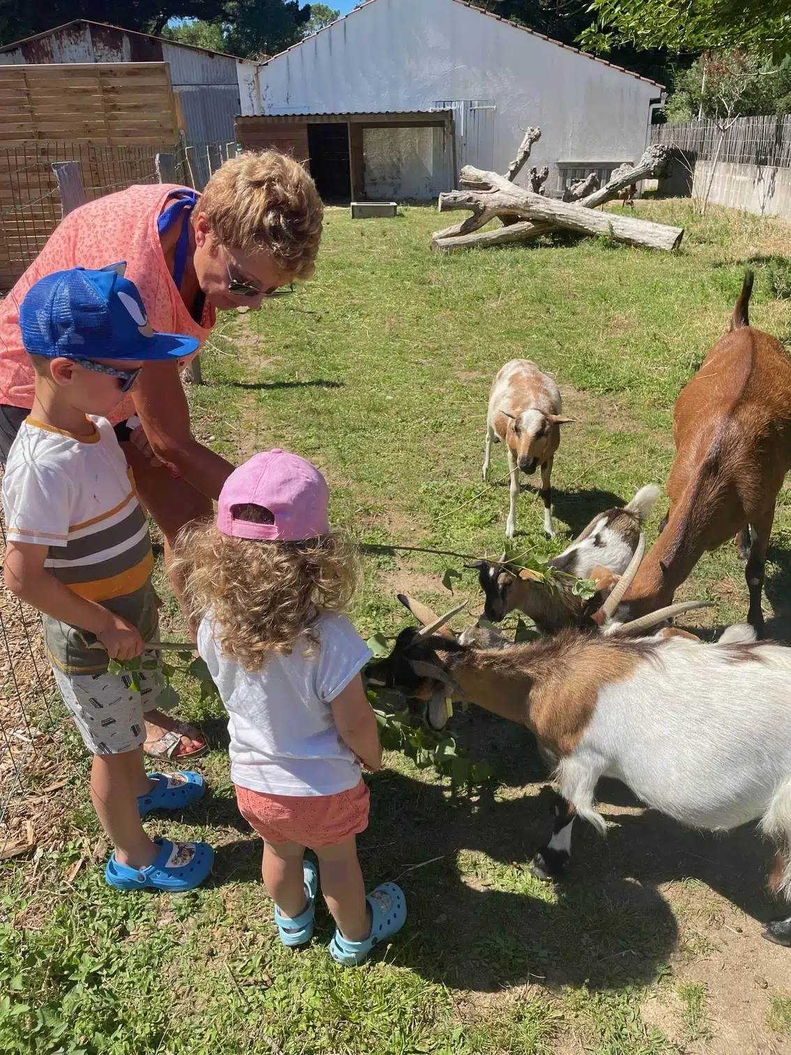 mamie avec ses 2 enfants avec les chèvres