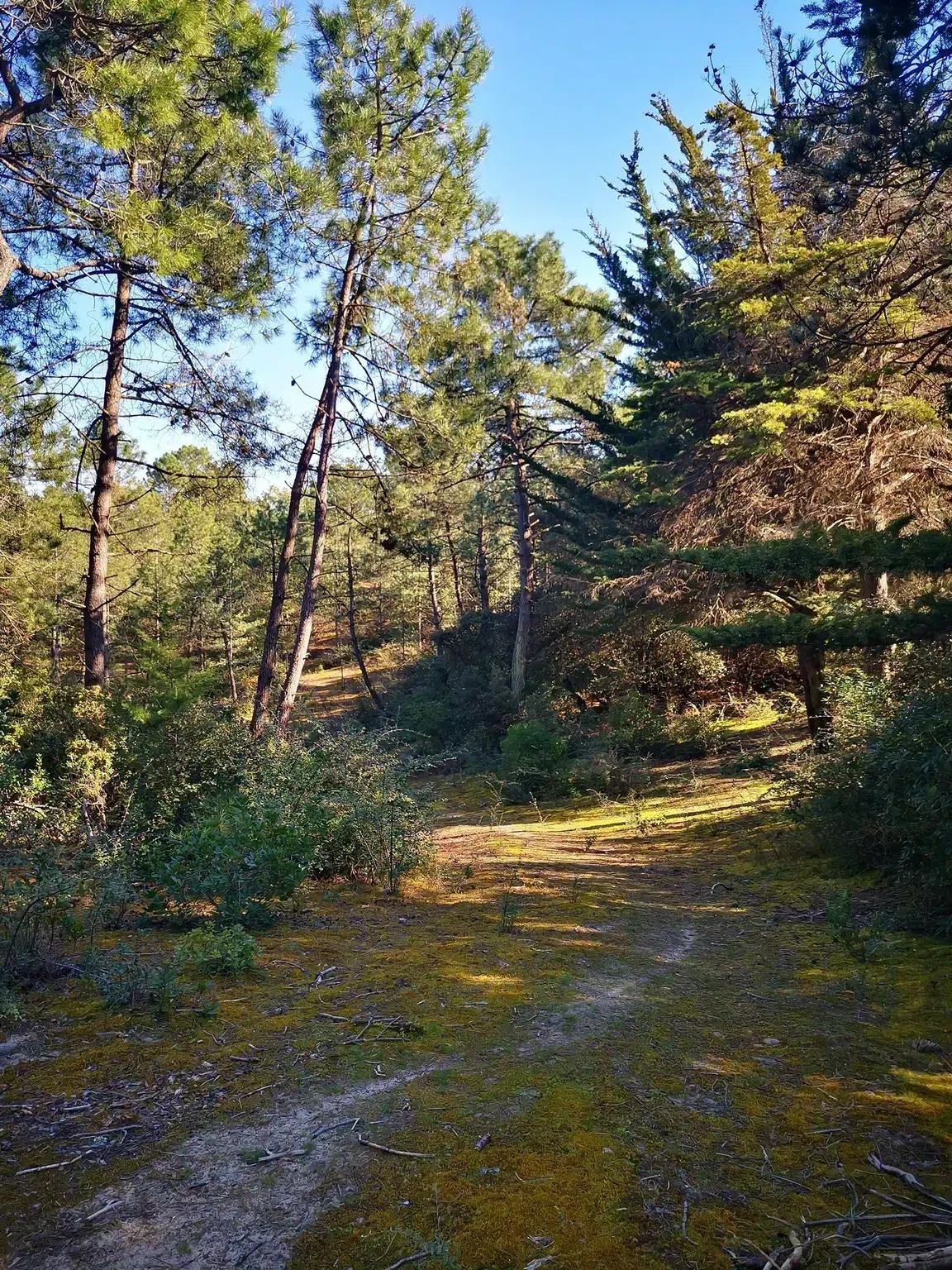 sentier dans la foret