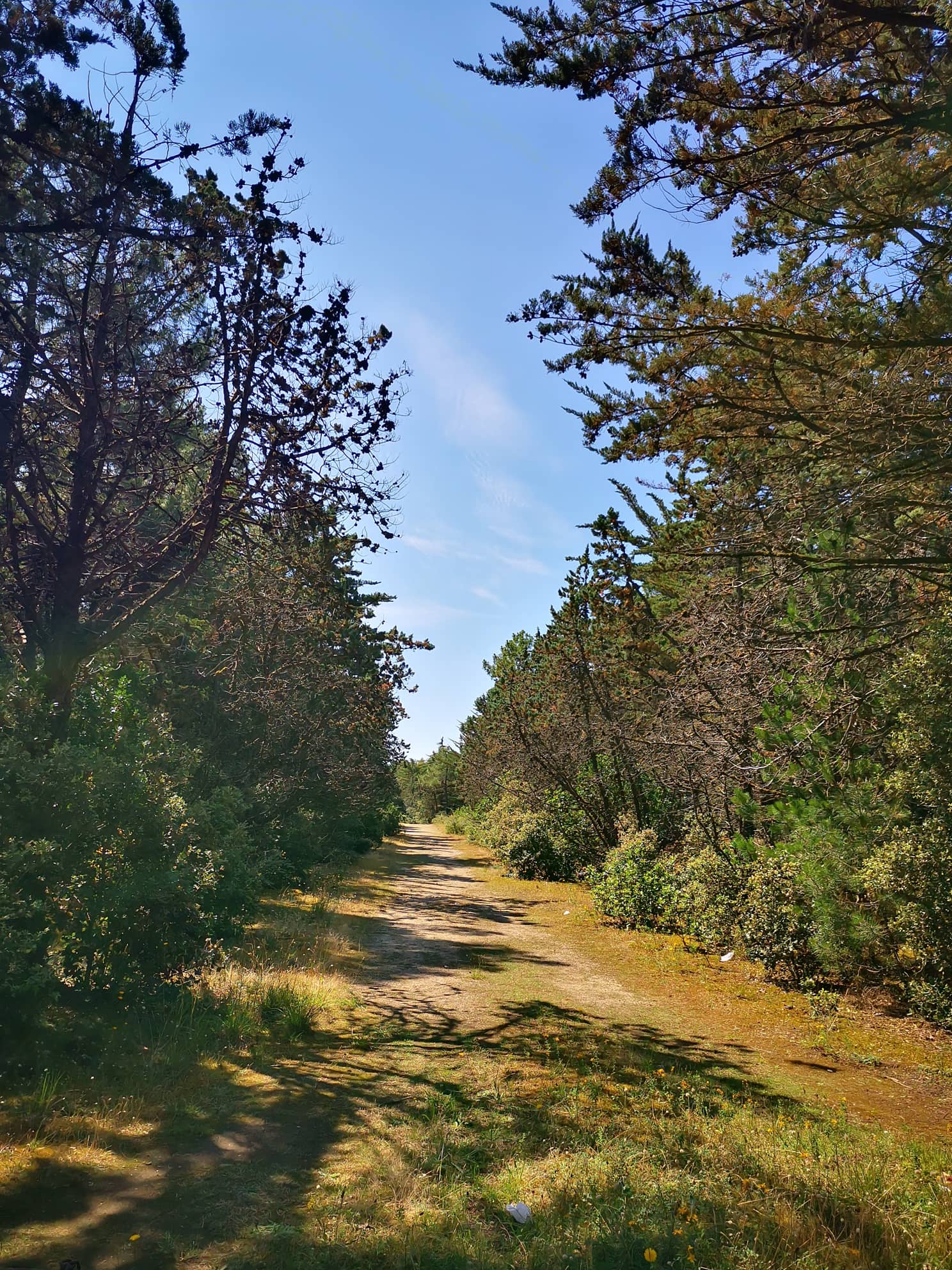 un sentier