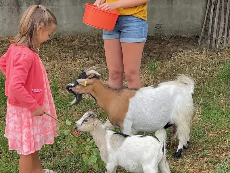 Farm animals camping the Conge