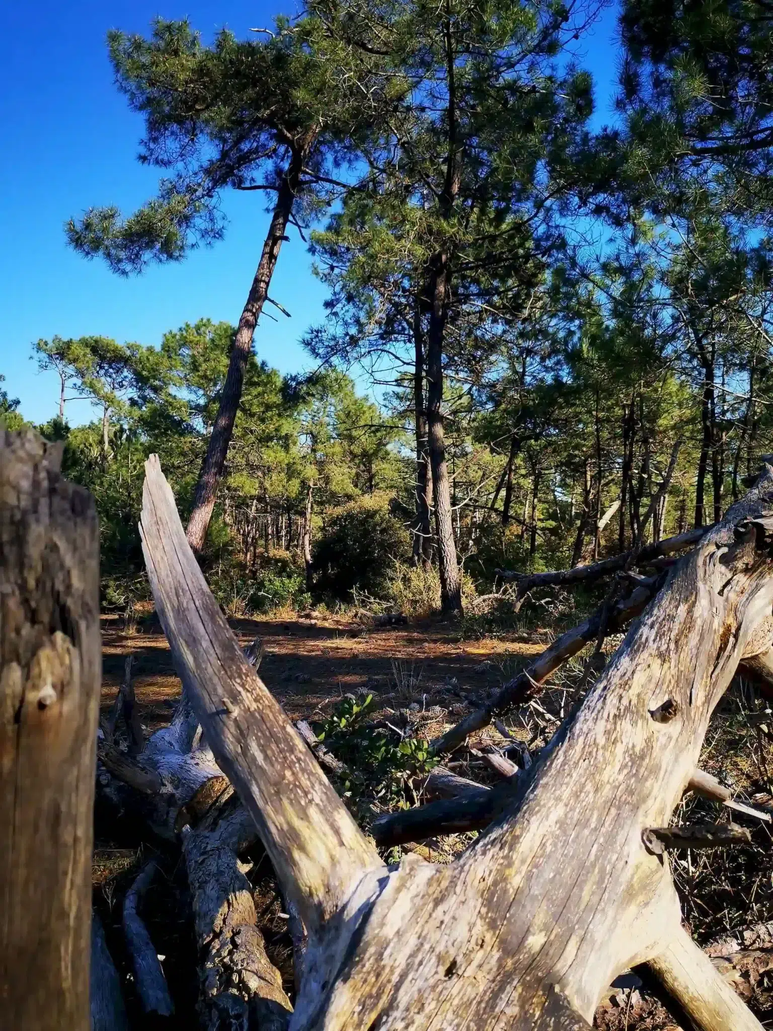 bois flotte vendee