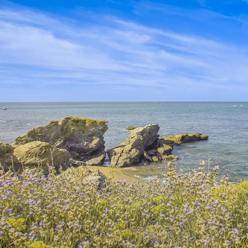 corniche vendee flowers