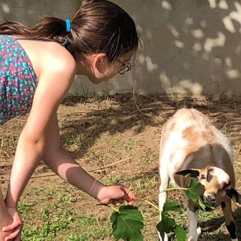 Nourir les animaux camping la conge mini ferme