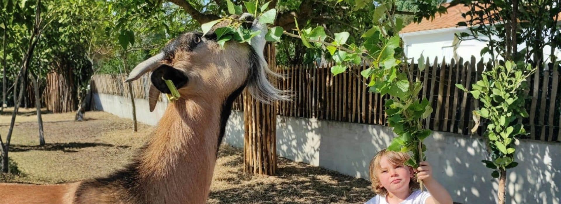 camping la conge avec mini ferme en vendée