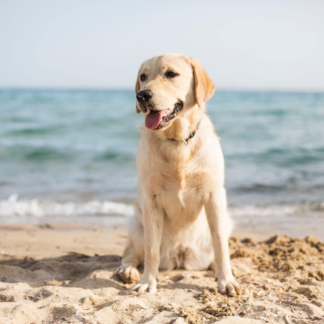 plage dog friendly en vendée