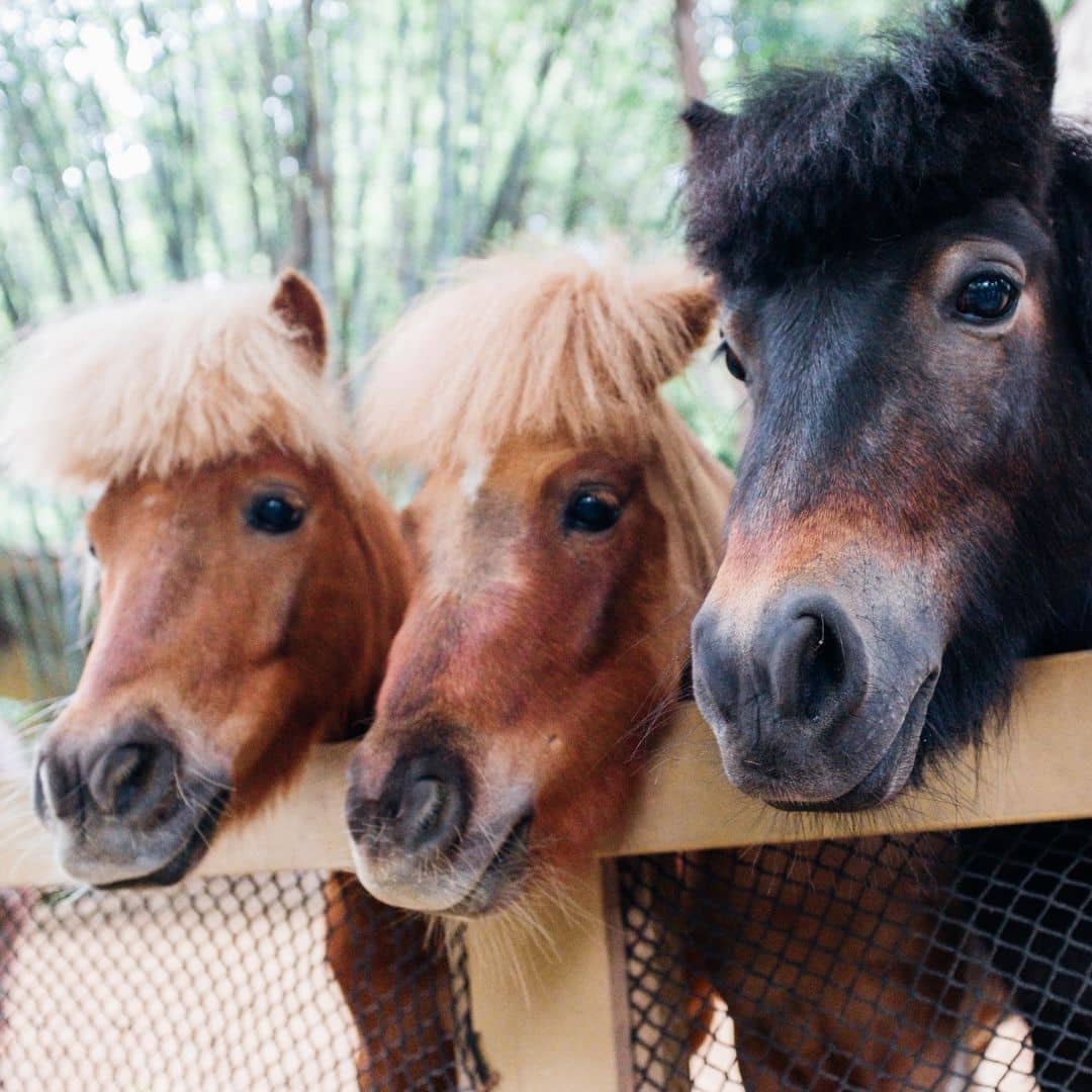 poney club vendée