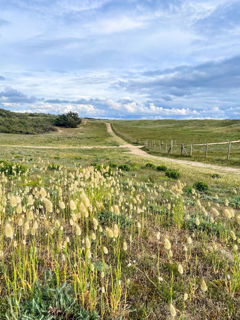 sentier dans la dune avec des petits moutons près du camping 1
