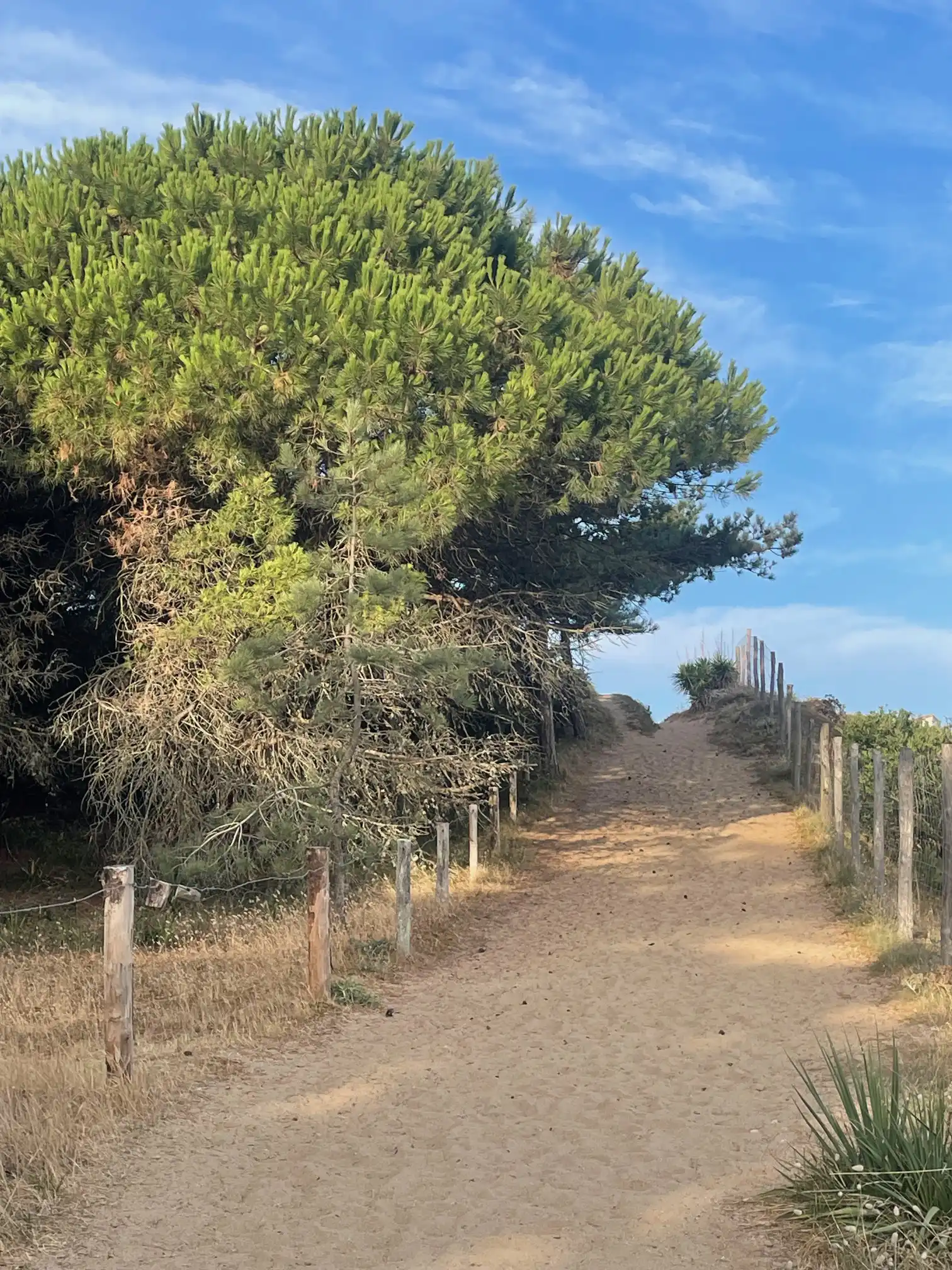 Plage et forêt