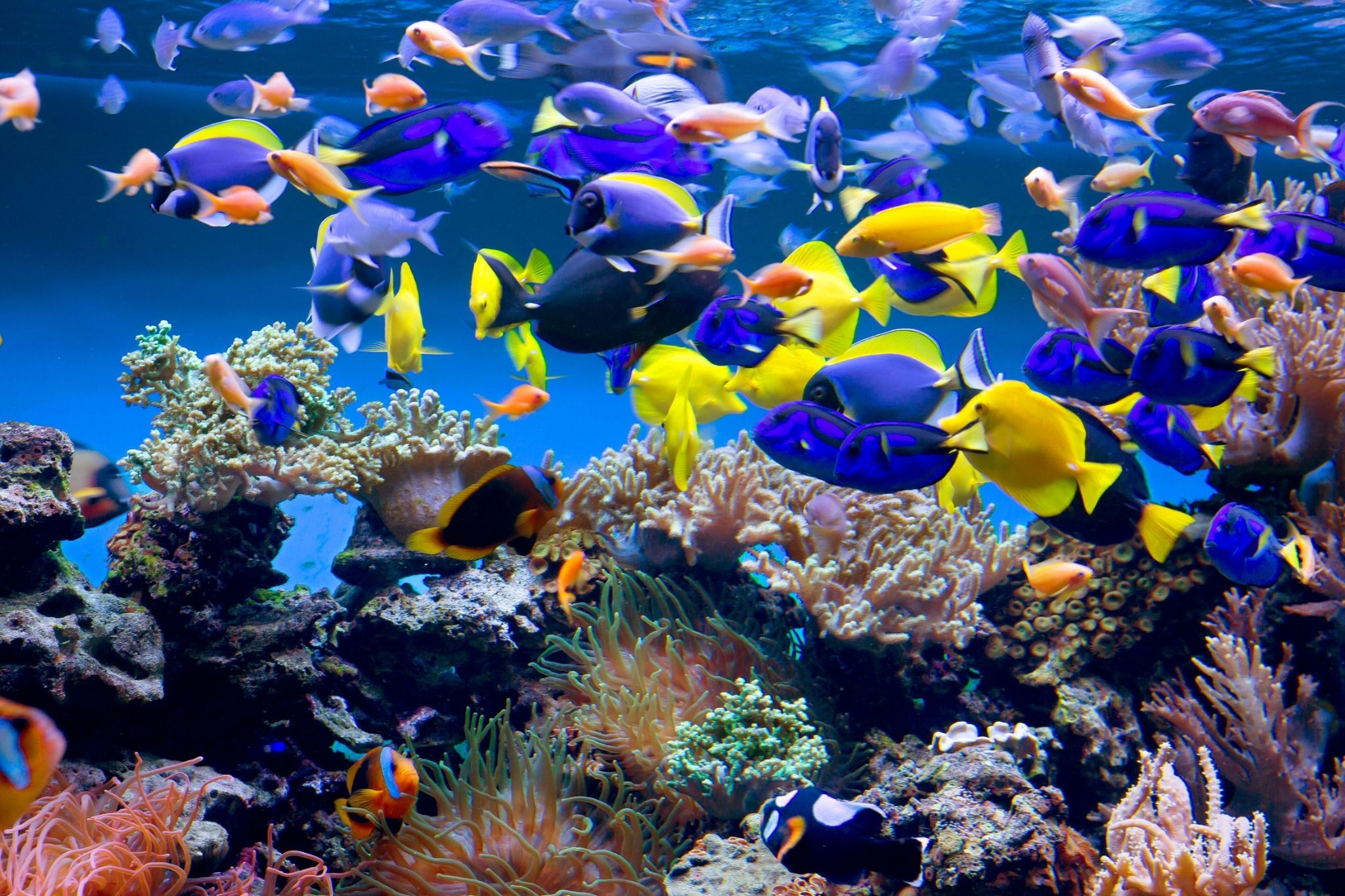 aquarium vendée