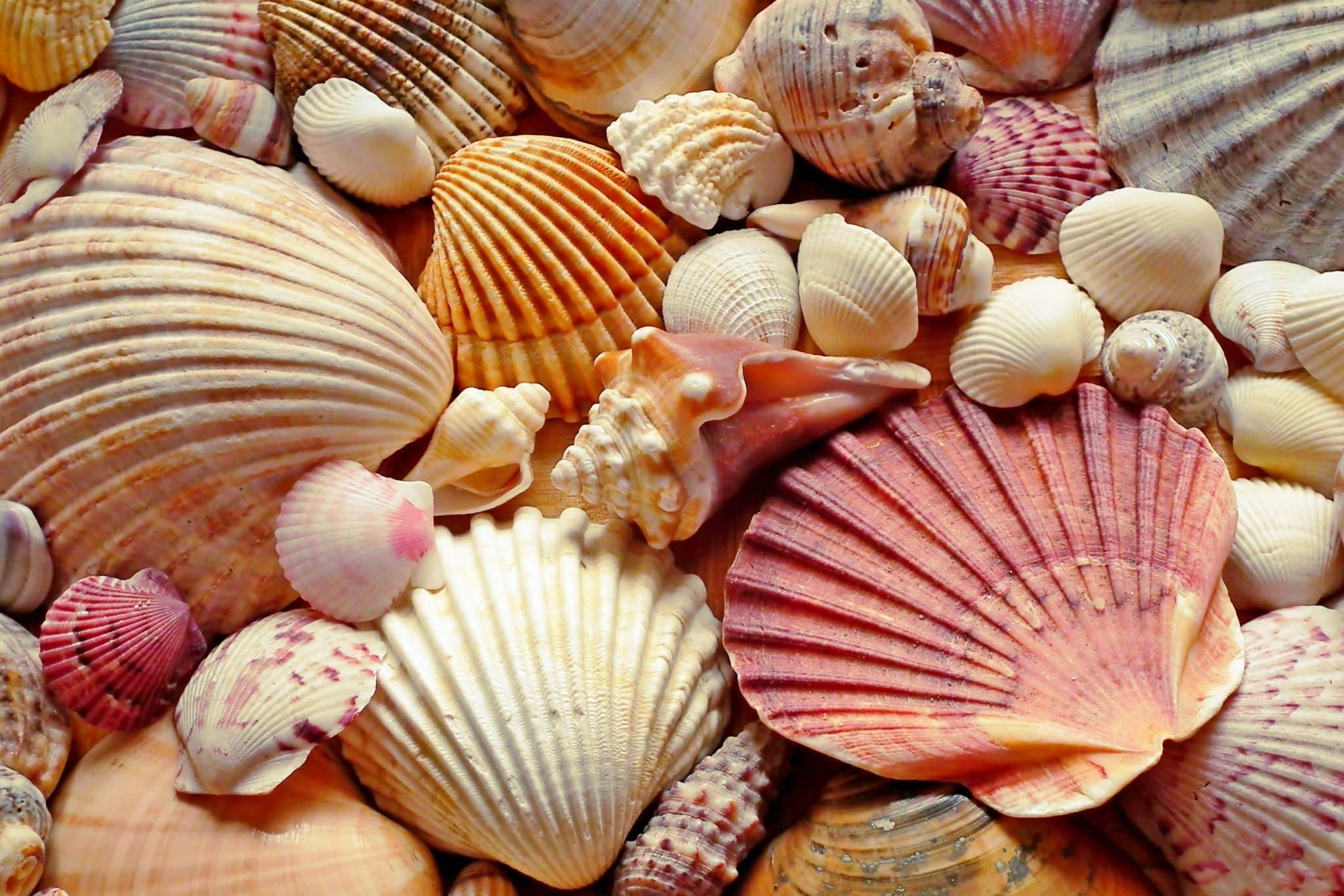 coquillage vendée